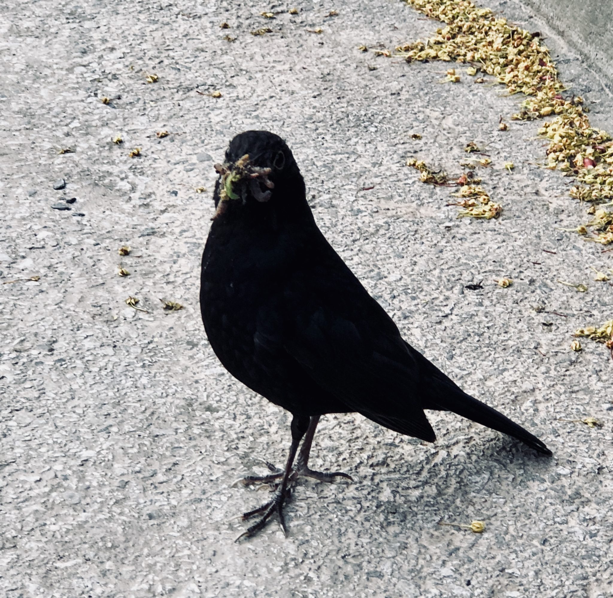 The Early Bird Catches The Worm Why It Is Best To Mediate As Early In A Dispute As Possible Pro Mediate Website The Early Bird Catches The Worm Why It Is Best To Mediate As Early In A Dispute As Possible Pro Mediate Website